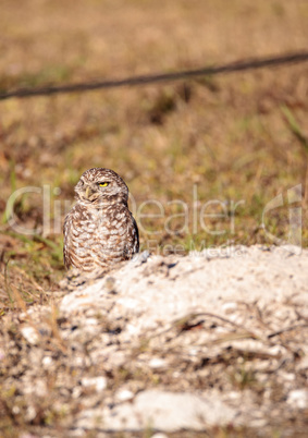 Burrowing owl Athene cunicularia perched outside its burrow