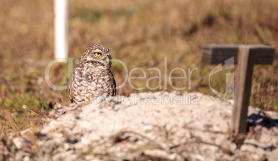 Burrowing owl Athene cunicularia perched outside its burrow