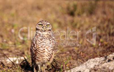 Burrowing owl Athene cunicularia perched outside its burrow