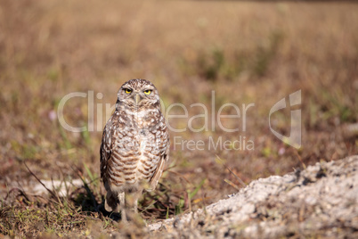 Burrowing owl Athene cunicularia perched outside its burrow