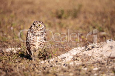 Burrowing owl Athene cunicularia perched outside its burrow