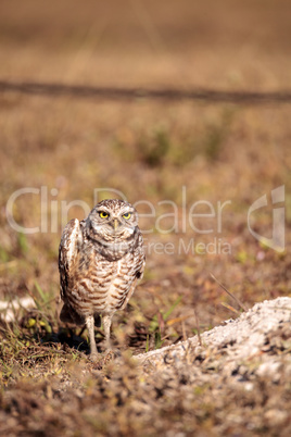 Burrowing owl Athene cunicularia perched outside its burrow