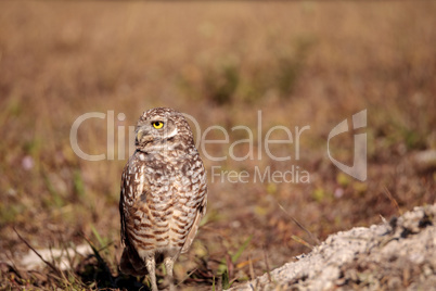 Burrowing owl Athene cunicularia perched outside its burrow