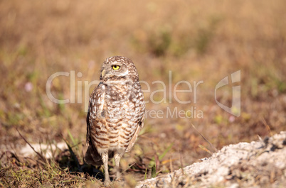 Burrowing owl Athene cunicularia perched outside its burrow