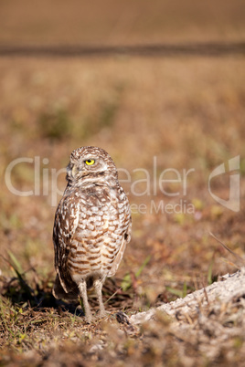 Burrowing owl Athene cunicularia perched outside its burrow