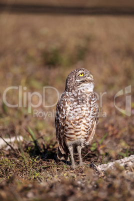 Burrowing owl Athene cunicularia perched outside its burrow