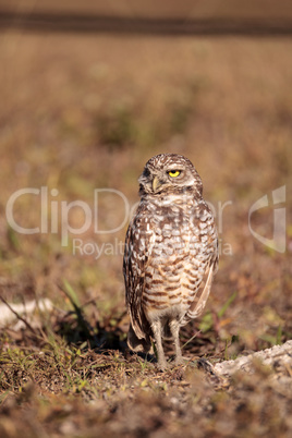 Burrowing owl Athene cunicularia perched outside its burrow