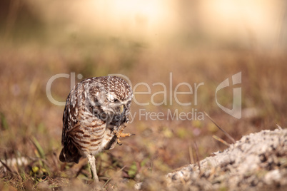 Burrowing owl Athene cunicularia perched outside its burrow