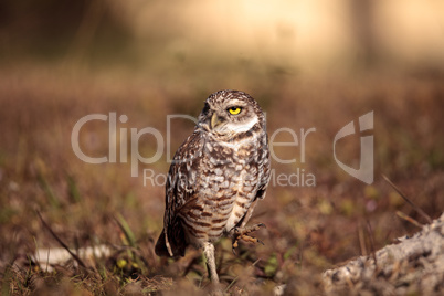 Burrowing owl Athene cunicularia perched outside its burrow