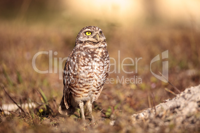 Burrowing owl Athene cunicularia perched outside its burrow