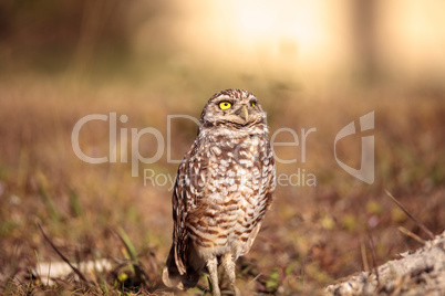 Burrowing owl Athene cunicularia perched outside its burrow