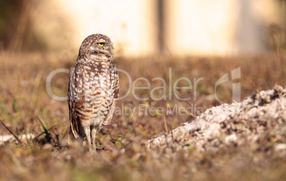 Burrowing owl Athene cunicularia perched outside its burrow