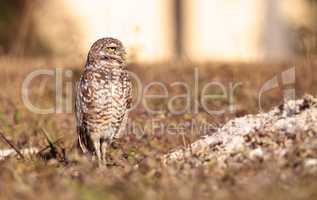 Burrowing owl Athene cunicularia perched outside its burrow