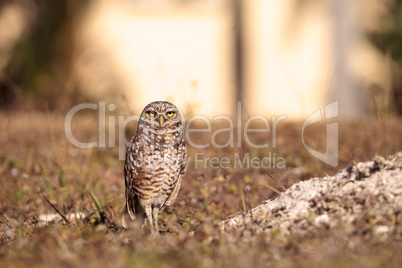 Burrowing owl Athene cunicularia perched outside its burrow