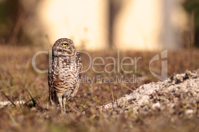 Burrowing owl Athene cunicularia perched outside its burrow