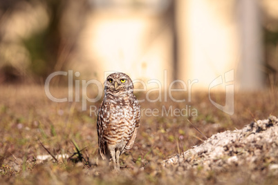 Burrowing owl Athene cunicularia perched outside its burrow