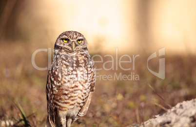 Burrowing owl Athene cunicularia perched outside its burrow