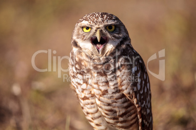 Burrowing owl Athene cunicularia perched outside its burrow