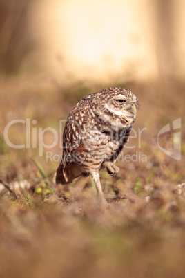 Burrowing owl Athene cunicularia perched outside its burrow