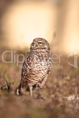 Burrowing owl Athene cunicularia perched outside its burrow