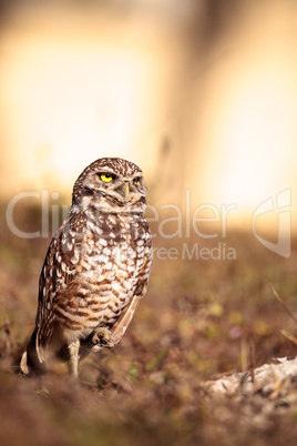 Burrowing owl Athene cunicularia perched outside its burrow