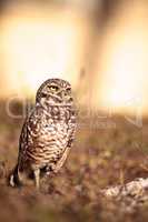 Burrowing owl Athene cunicularia perched outside its burrow