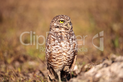 Burrowing owl Athene cunicularia perched outside its burrow Burrowing owl Athene cunicularia perched outside its burrow