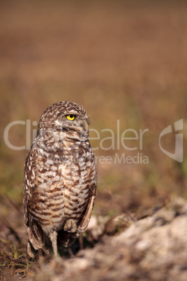 Burrowing owl Athene cunicularia perched outside its burrow