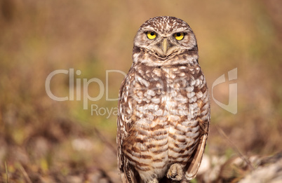 Burrowing owl Athene cunicularia perched outside its burrow