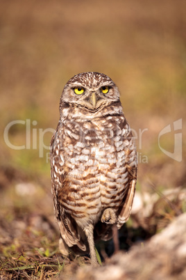 Burrowing owl Athene cunicularia perched outside its burrow