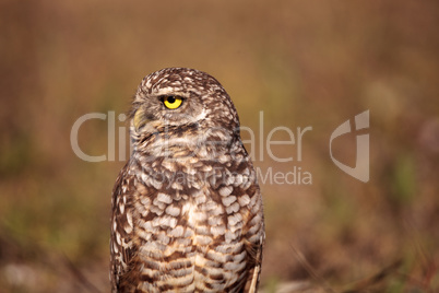 Burrowing owl Athene cunicularia perched outside its burrow