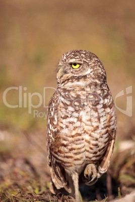 Burrowing owl Athene cunicularia perched outside its burrow