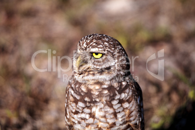 Burrowing owl Athene cunicularia perched outside its burrow