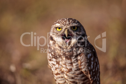 Burrowing owl Athene cunicularia perched outside its burrow