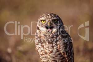 Burrowing owl Athene cunicularia perched outside its burrow