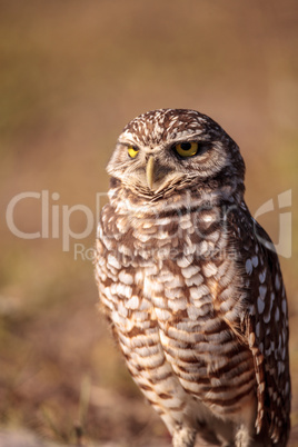 Burrowing owl Athene cunicularia perched outside its burrow