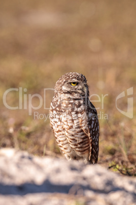 Burrowing owl Athene cunicularia perched outside its burrow