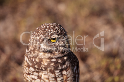 Burrowing owl Athene cunicularia perched outside its burrow