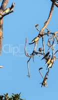 Group of Cedar waxing birds Bombycilla cedrorum perch on a pine