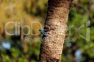 Eastern bluebird Sialia sialis