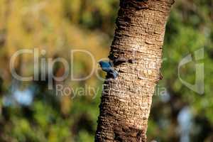 Eastern bluebird Sialia sialis