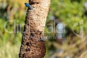 Eastern bluebird Sialia sialis