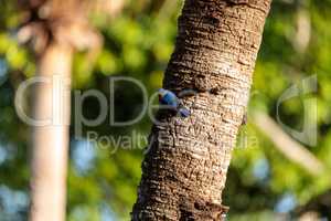 Eastern bluebird Sialia sialis