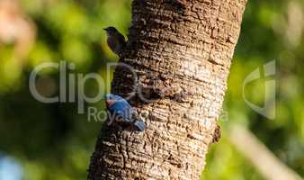 Eastern bluebird Sialia sialis