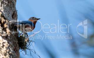 Eastern bluebird Sialia sialis