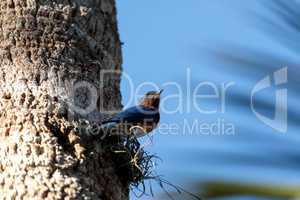 Eastern bluebird Sialia sialis