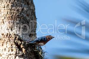 Eastern bluebird Sialia sialis