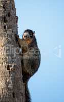 Eastern Fox squirrel Sciurus niger r