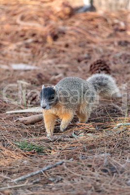 Eastern Fox squirrel Sciurus niger r