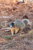 Eastern Fox squirrel Sciurus niger r